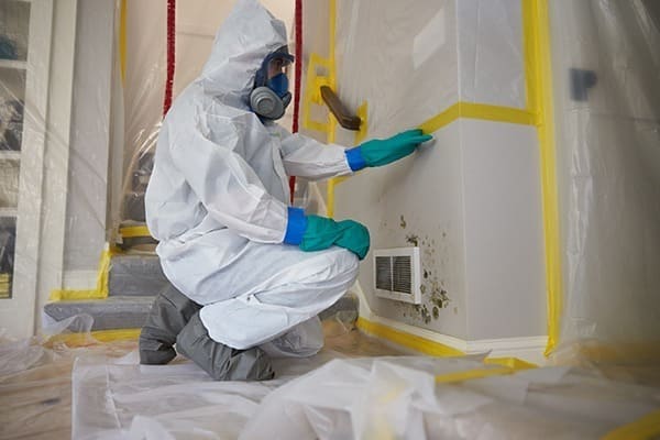 Mold Remediation Services Santa Monica