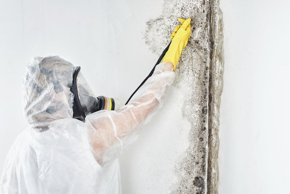 Mold Remediation & Removal Services Santa Monica | Expert Mold Cleanup | 24/7